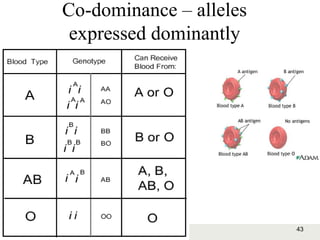 43Copyright © 2006-2011 Marshall Cavendish International (Singapore) Pte. Ltd.
Co-dominance – alleles
expressed dominantly
 