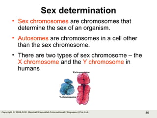46Copyright © 2006-2011 Marshall Cavendish International (Singapore) Pte. Ltd.
Sex determination
• Sex chromosomes are chromosomes that
determine the sex of an organism.
• Autosomes are chromosomes in a cell other
than the sex chromosome.
• There are two types of sex chromosome – the
X chromosome and the Y chromosome in
humans
 