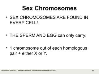 47Copyright © 2006-2011 Marshall Cavendish International (Singapore) Pte. Ltd.
Sex Chromosomes
• SEX CHROMOSOMES ARE FOUND IN
EVERY CELL!
• THE SPERM AND EGG can only carry:
• 1 chromosome out of each homologous
pair + either X or Y.
 