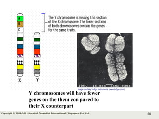 50Copyright © 2006-2011 Marshall Cavendish International (Singapore) Pte. Ltd.
Y chromosomes will have fewer
genes on the them compared to
their X counterpart
 