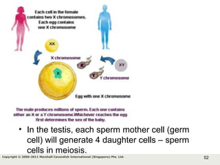 52Copyright © 2006-2011 Marshall Cavendish International (Singapore) Pte. Ltd.
• In the testis, each sperm mother cell (germ
cell) will generate 4 daughter cells – sperm
cells in meiosis.
 