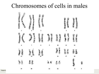 53Copyright © 2006-2011 Marshall Cavendish International (Singapore) Pte. Ltd.
Chromosomes of cells in males
 