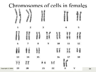54Copyright © 2006-2011 Marshall Cavendish International (Singapore) Pte. Ltd.
Chromosomes of cells in females
 