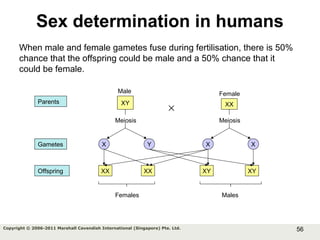 56Copyright © 2006-2011 Marshall Cavendish International (Singapore) Pte. Ltd.
Sex determination in humans
When male and female gametes fuse during fertilisation, there is 50%
chance that the offspring could be male and a 50% chance that it
could be female.
XY
× XX
Meiosis
Male Female
Meiosis
X Y X X
XX XX XYXY
Parents
Gametes
Females
Offspring
Males
 