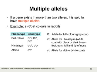 59Copyright © 2006-2011 Marshall Cavendish International (Singapore) Pte. Ltd.
Multiple alleles
• If a gene exists in more than two alleles, it is said to
have multiple alleles.
• Example: a) Coat colours in rabbits
Phenotype Genotype
Full colour CC, Cch
,
Cca
Himalayan ch
ch
, ch
ca
Albino ca
ca
C: Allele for full colour (grey coat)
ch
: Allele for Himalayan (white
coat,with black or dark brown
feet, ears, tail and tip of nose
ca
: Allele for albino (white coat)
 