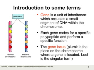 6Copyright © 2006-2011 Marshall Cavendish International (Singapore) Pte. Ltd.
Introduction to some terms
• Gene is a unit of inheritance
which occupies a small
segment of DNA within the
chromosome.
• Each gene codes for a specific
polypeptide and perform a
specific function.
• The gene locus (plural: is the
place on the chromosome
where a gene is located. Loci
is the singular form)
gene locus
Paternal
chromosome
Maternal
chromosome
 