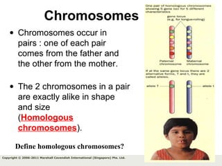 7Copyright © 2006-2011 Marshall Cavendish International (Singapore) Pte. Ltd.
Chromosomes
• Chromosomes occur in
pairs : one of each pair
comes from the father and
the other from the mother.
• The 2 chromosomes in a pair
are exactly alike in shape
and size
(Homologous
chromosomes).
Define homologous chromosomes?
 