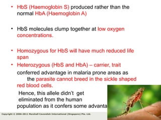 78Copyright © 2006-2011 Marshall Cavendish International (Singapore) Pte. Ltd.
• HbS (Haemoglobin S) produced rather than the
normal HbA (Haemoglobin A)
• HbS molecules clump together at low oxygen
concentrations.
• Homozygous for HbS will have much reduced life
span
• Heterozygous (HbS and HbA) – carrier, trait
conferred advantage in malaria prone areas as
the parasite cannot breed in the sickle shaped
red blood cells.
Hence, this allele didn’t get
eliminated from the human
population as it confers some advantage..
 