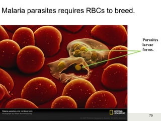 79Copyright © 2006-2011 Marshall Cavendish International (Singapore) Pte. Ltd.
Malaria parasites requires RBCs to breed.
Parasites
larvae
forms.
 