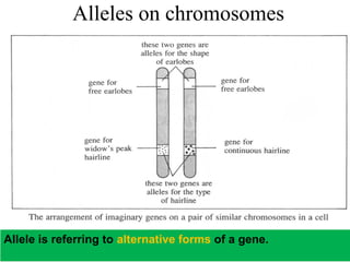 8Copyright © 2006-2011 Marshall Cavendish International (Singapore) Pte. Ltd.
Alleles on chromosomes
Allele is referring to alternative forms of a gene.
 