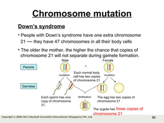 86Copyright © 2006-2011 Marshall Cavendish International (Singapore) Pte. Ltd.
Chromosome mutation
Down’s syndrome
• People with Down’s syndrome have one extra chromosome
21 — they have 47 chromosomes in all their body cells
• The older the mother, the higher the chance that copies of
chromosome 21 will not separate during gamete formation.
Male Female
×
Each normal body
cell has two copies
of chromosome 21
mutationmutation
fertilisationEach sperm has one
copy of chromosome
21.
The egg has two copies of
chromosome 21
The zygote has three copies of
chromosome 21
Parents
Gametes
 
