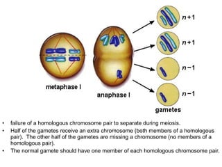 87Copyright © 2006-2011 Marshall Cavendish International (Singapore) Pte. Ltd.
• failure of a homologous chromosome pair to separate during meiosis.
• Half of the gametes receive an extra chromosome (both members of a homologous
pair). The other half of the gametes are missing a chromosome (no members of a
homologous pair).
• The normal gamete should have one member of each homologous chromosome pair.
 