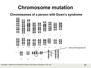 89Copyright © 2006-2011 Marshall Cavendish International (Singapore) Pte. Ltd.
Chromosome mutation
Chromosomes of a person with Down’s syndrome
extra chromosome 21
 