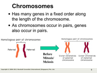 9Copyright © 2006-2011 Marshall Cavendish International (Singapore) Pte. Ltd.
• Has many genes in a fixed order along
the length of the chromosome.
• As chromosomes occur in pairs, genes
also occur in pairs.
Chromosomes
Before
Mitosis/
Meiosis
 