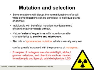 93Copyright © 2006-2011 Marshall Cavendish International (Singapore) Pte. Ltd.
Mutation and selection
• Some mutations will disrupt the normal functions of a cell
while some mutations can be beneficial to individual plants
or animals.
• Individuals with beneficial mutation may leave more
offspring that individiuals without.
• Nature ‘selects’ organisms with more favourable
characteristics to survive and reproduce.
• The rate of spontaneous mutation, which is usually very low,
can be greatly increased with the presence of mutagens.
• Examples of mutagens are ultraviolet light, alpha, beta and
gamma radiations, and chemicals such as mustard gas,
formaldehyde and lysergic acid diethylamide (LSD).
 