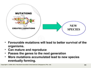 94Copyright © 2006-2011 Marshall Cavendish International (Singapore) Pte. Ltd.
NEW
SPECIES
• Favourable mutations will lead to better survival of the
organisms.
• Can mature and reproduce
• Passes the genes to the next generation
• More mutations accumulated lead to new species
eventually forming.
 