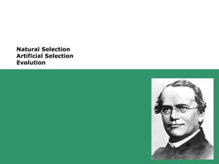 95Copyright © 2006-2011 Marshall Cavendish International (Singapore) Pte. Ltd.
Natural Selection
Artificial Selection
Evolution
 
