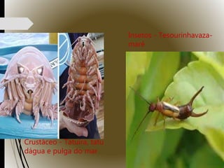 Crustáceo - Tatuíra, tatu
dágua e pulga do mar
Insetos - Tesourinhavaza-
maré
 