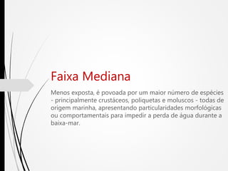 Faixa Mediana
Menos exposta, é povoada por um maior número de espécies
- principalmente crustáceos, poliquetas e moluscos - todas de
origem marinha, apresentando particularidades morfológicas
ou comportamentais para impedir a perda de água durante a
baixa-mar.
 