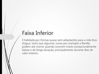 Faixa Inferior
É habitada por formas quase sem adaptações para a vida fora
d'água, tanto que algumas, como por exemplo a Renilla,
podem até morrer quando ocorrem marés excepcionalmente
baixas e de longa duração, principalmente durante dias de
calor intenso.
 