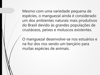 Mesmo com uma variedade pequena de
espécies, o manguezal ainda é considerado
um dos ambientes naturais mais produtivos
do Brasil devido às grandes populações de
crustáceos, peixes e moluscos existentes.
O manguezal desenvolve-se nos estuários e
na foz dos rios sendo um berçário para
muitas espécies de animais.
 