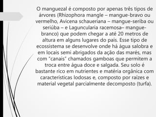 O manguezal é composto por apenas três tipos de
árvores (Rhizophora mangle – mangue-bravo ou
vermelho, Avicena schaueriana – mangue-seriba ou
seriúba – e Laguncularia racemosa– mangue-
branco) que podem chegar a até 20 metros de
altura em alguns lugares do país. Esse tipo de
ecossistema se desenvolve onde há água salobra e
em locais semi abrigados da ação das marés, mas
com “canais” chamados gamboas que permitem a
troca entre água doce e salgada. Seu solo é
bastante rico em nutrientes e matéria orgânica com
características lodosas e, composto por raízes e
material vegetal parcialmente decomposto (turfa).
 