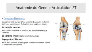 Condyle Genou Cours Anatomie et Biomécanique Du Genoux | PPTX