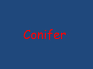 Conifer
 