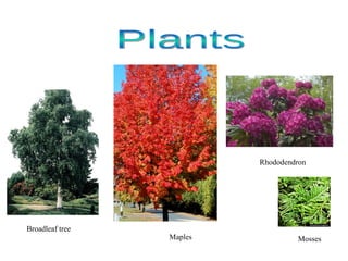 Broadleaf tree Maples Plants Mosses Rhododendron 