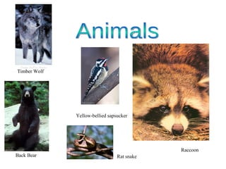 Back Bear Raccoon Animals Yellow-bellied sapsucker Rat snake Timber Wolf 