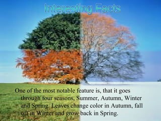 One of the most notable feature is, that it goes through four seasons, Summer, Autumn, Winter and Spring. Leaves change color in Autumn, fall off in Winter and grow back in Spring.  Interesting Facts 