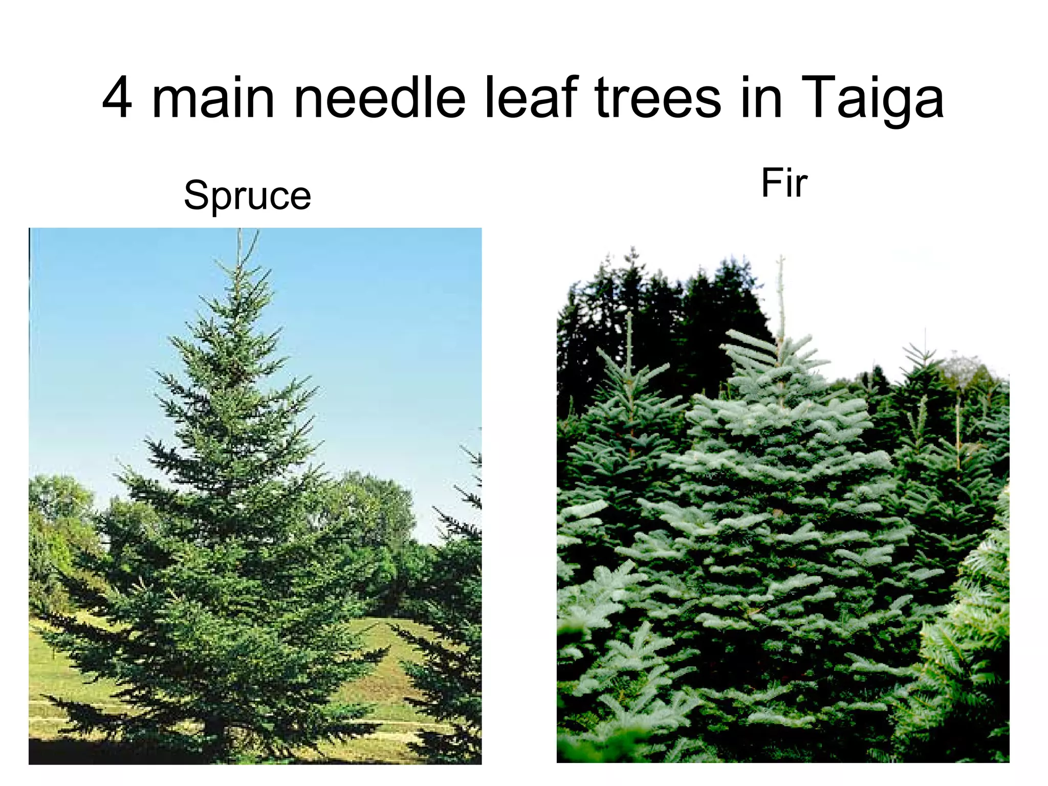 The Ultimate Guide To Alpine And Taiga Biomes - f7mp8gv