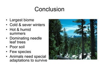 Coniferous Forest Biome Drawing