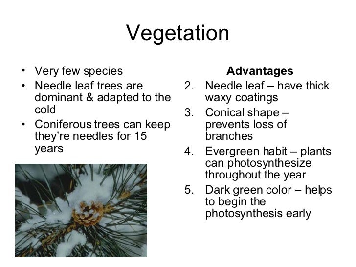 IB Geography Ecosystems. Biomes Taiga aka Coniferous forest