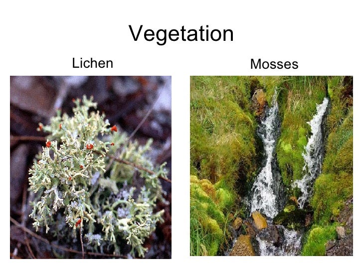 IB Geography Ecosystems. Biomes Taiga aka Coniferous