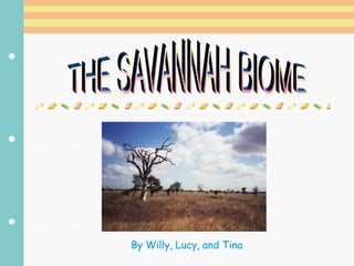 THE SAVANNAH BIOME By Willy, Lucy, and Tina 