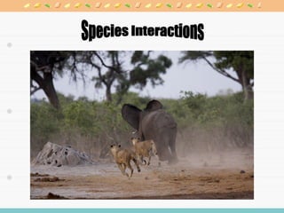 Biome Savannah Presentation | PPT