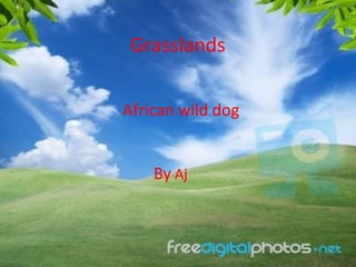 Grasslands

African wild dog


    By Aj
 
