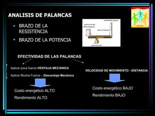 ANALISIS DE PALANCAS   BRAZO DE LA RESISTENCIA  BRAZO DE LA POTENCIA   EFECTIVIDAD DE LAS PALANCAS Aplicar poca fuerza  VENTAJA MECÁNICA Aplicar Mucha Fuerza –  Desventaja Mecánica VELOCIDAD DE MOVIMIENTO - DISTANCIA Costo energético ALTO Rendimiento ALTO  Costo energético BAJO Rendimiento BAJO GRUPO 4 