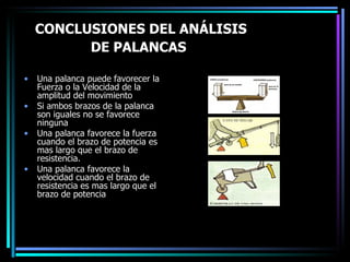 CONCLUSIONES DEL ANÁLISIS DE PALANCAS   Una palanca puede favorecer la Fuerza o la Velocidad de la amplitud del movimiento Si ambos brazos de la palanca son iguales no se favorece ninguna  Una palanca favorece la fuerza cuando el brazo de potencia es mas largo que el brazo de resistencia.  Una palanca favorece la velocidad cuando el brazo de resistencia es mas largo que el brazo de potencia 