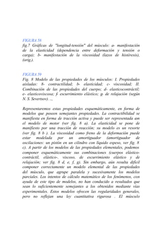 FIGURA 58
fig.7 Gráficas de "longitud-tensión" del músculo: a- manifestación
de la elasticidad (dependencia entre deformación y tensión o
carga); b- manifestación de la viscosidad (lazos de histéresis),
(orig.).


FIGURA 59
Fig. 8 Modelo de las propiedades de los músculos: I. Propiedades
aisladas: 8- contractilidad; b- elasticidad; c- viscosidad; II.
Combinación de las propiedades del cuerpo; d- elasticocontráctil;
e- elasticoviscosa; f- escurrimiento elástico; g- de relajación (según
N. S. Severtsov). ..,

Representaremos estas propiedades esquemáticamente, en forma de
modelos que poseen semejantes propiedades. La contractibilidad se
manifiesta en forma de tracción activa y puede ser representada c  on
el modelo de motor (ver fig. 8 a). La elasticidad se pone de
manifiesto por una tracción de reacción; su modelo es un resorte
(ver fig. 8 b ). La viscosidad como freno de la deformación puede
estar modelada por un amortiguador (amortiguador de
oscilaciones: un pistón en un cilindro con líquido espeso, ver fig. 8
c). A partir de los modelos de las propiedades elementales, podemos
componer esquemáticamente sus combinaciones (cuerpos elástico-
contráctil, elástico-. viscoso, de escurrimiento elástico y de
relajación; ver fig. 8 d, e, f, g). Sin embargo, aún resulta difícil
componer correctamente un modelo elemental de las propiedades
del músculo, que agrupe paralela y sucesivamente los modelos
parciales. Los intentos de cálculo matemático de los fenómenos, con
ayuda de este tipo de modelos, no han conducido a resultados que
sean lo suficientemente semejantes a los obtenidos mediante vías
experimentales. Estos modelos ofrecen las regularidades generales,
pero no reflejan una ley cuantitativa rigurosa . El músculo
 