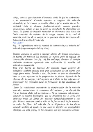 carga, tanto la que distiende al músculo como la que se contrapone
a su contracción" Cuando aumenta la longitud del músculo
distendido, se incrementa su tensión elástica (si la excitación no ha
variado). Esto se observa fundamentalmente durante grandes
distensiones, debido a que se pone de manifiesto la elasticidad no
lineal. La fuerza de tracción muscular se incrementa sólo hasta un
límite conocido de aumento de la carga, después de lo cual el
aumento posterior de la carga ya no provoca ningún incremento de
la fuerza de tracción del músculo.
FIGURA 61
Fig. 10 Dependencia entre la rapidez de contracción y la tensión del
músculo (esquema según Abbot y otros).

Cuando aumenta fa carga a superar (dentro de límites conocidos),
fa fuerza de tracción del músculo es mayor, pero la rapidez de
contracción decrece (ver fig. 10).Sin embargo, durante el trabajo
dinámico resistente ejecutado con aceleración, la tensión del
músculo se incrementa.
Una gran fuerza de tracción del músculo puede ponerse de
manifiesto también durante una gran aceleración de un cuerpo que
tenga poca masa. Debido a esto, la forma en que se desarrollen
unos u otros aspectos de la preparación de fuerza, depende de la
elección de las cargas y del régimen de trabajo de los músculos, al
seleccionar los ejercicios para la formación de las cualidades de
fuerza.
 Entre las condiciones anatómicas de manifestación de la tracción
muscular, encontramos la estructura del músculo y su disposición
(en un instante dado del movimiento ). De la estructura del músculo
depende su sección fisiológica, que se determina por el corte que
atraviesa todas las fibras del músculo perpendicularmente a sus
ejes. Pero la cosa no consiste sólo en la fuerza total de fa tracción
de todas las fibras del músculo. De la disposición de las fibras
depende también el grado en que sean no lineales las propiedades
elásticas. De esta forma, en los músculos con un transcurso oblicuo
 