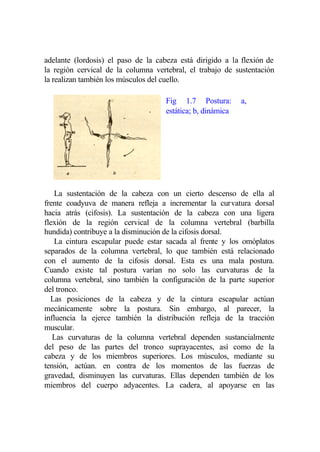 adelante (lordosis) el paso de la cabeza está dirigido a la flexión de
la región cervical de la columna vertebral, el trabajo de sustentación
la realizan también los músculos del cuello.

                                     Fig 1.7 Postura:        a,
                                     estática; b, dinámica




   La sustentación de la cabeza con un cierto descenso de ella al
frente coadyuva de manera refleja a incrementar la curvatura dorsal
hacia atrás (cifosis). La sustentación de la cabeza con una ligera
flexión de la región cervical de la columna vertebral (barbilla
hundida) contribuye a la disminución de la cifosis dorsal.
   La cintura escapular puede estar sacada al frente y los omóplatos
separados de la columna vertebral, lo que también está relacionado
con el aumento de la cifosis dorsal. Esta es una mala postura.
Cuando existe tal postura varían no solo las curvaturas de la
columna vertebral, sino también la configuración de la parte superior
del tronco.
  Las posiciones de la cabeza y de la cintura escapular actúan
mecánicamente sobre la postura. Sin embargo, al parecer, la
influencia la ejerce también la distribución refleja de la tracción
muscular.
   Las curvaturas de la columna vertebral dependen sustancialmente
del peso de las partes del tronco suprayacentes, así como de la
cabeza y de los miembros superiores. Los músculos, mediante su
tensión, actúan. en contra de los momentos de las fuerzas de
gravedad, disminuyen las curvaturas. Ellas dependen también de los
miembros del cuerpo adyacentes. La cadera, al apoyarse en las
 