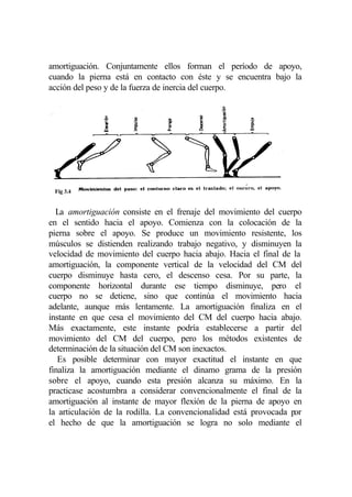 amortiguación. Conjuntamente ellos forman el período de apoyo,
cuando la pierna está en contacto con éste y se encuentra bajo la
acción del peso y de la fuerza de inercia del cuerpo.




 Fig 3.4


  La amortiguación consiste en el frenaje del movimiento del cuerpo
en el sentido hacia el apoyo. Comienza con la colocación de la
pierna sobre el apoyo. Se produce un movimiento resistente, los
músculos se distienden realizando trabajo negativo, y disminuyen la
velocidad de movimiento del cuerpo hacia abajo. Hacia el final de la
amortiguación, la componente vertical de la velocidad del CM del
cuerpo disminuye hasta cero, el descenso cesa. Por su parte, la
componente horizontal durante ese tiempo disminuye, pero el
cuerpo no se detiene, sino que continúa el movimiento hacia
adelante, aunque más lentamente. La amortiguación finaliza en el
instante en que cesa el movimiento del CM del cuerpo hacia abajo.
Más exactamente, este instante podría establecerse a partir del
movimiento del CM del cuerpo, pero los métodos existentes de
determinación de la situación del CM son inexactos.
   Es posible determinar con mayor exactitud el instante en que
finaliza la amortiguación mediante el dinamo grama de la presión
sobre el apoyo, cuando esta presión alcanza su máximo. En la
practicase acostumbra a considerar convencionalmente el final de la
amortiguación al instante de mayor flexión de la pierna de apoyo en
la articulación de la rodilla. La convencionalidad está provocada por
el hecho de que la amortiguación se logra no solo mediante el
 