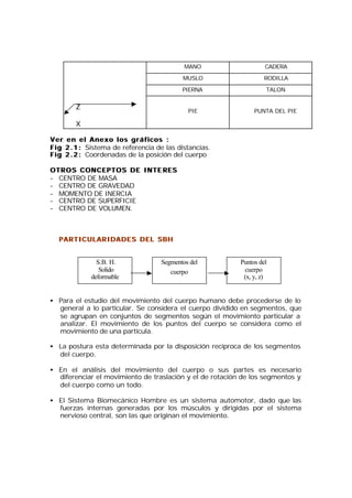 MANO                  CADERA

                                            MUSLO                 RODILLA

                                            PIERNA                 TALON


        Z                                     PIE              PUNTA DEL PIE

        X

Ver en el Anexo los gráficos :
F i g 2 . 1 : Sistema de referencia de las distancias.
F i g 2 . 2 : Coordenadas de la posición del cuerpo

OTROS CONCEPTOS DE INTE RES
- CENTRO DE MASA
- CENTRO DE GRAVEDAD
- MOMENTO DE INERCIA
- CENTRO DE SUPERFICIE
- CENTRO DE VOLUMEN.



  PARTICULARIDADES DEL SBH


               S.B. H.               Segmentos del        Puntos del
                Solido                  cuerpo             cuerpo
             deformable                                    (x, y, z)


• Para el estudio del movimiento del cuerpo humano debe procederse de lo
  general a lo particular. Se considera el cuerpo dividido en segmentos, que
  se agrupan en conjuntos de segmentos según el movimiento particular a
  analizar. El movimiento de los puntos del cuerpo se considera como el
  movimiento de una partícula.

• La postura esta determinada por la disposición reciproca de los segmentos
  del cuerpo.

• En el análisis del movimiento del cuerpo o sus partes es necesario
  diferenciar el movimiento de traslación y el de rotación de los segmentos y
  del cuerpo como un todo.

• El Sistema Biomecánico Hombre es un sistema automotor, dado que las
  fuerzas internas generadas por los músculos y dirigidas por el sistema
  nervioso central, son las que originan el movimiento.
 