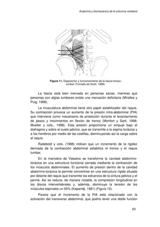Anatomía y biomecánica de la columna vertebral




             Figura 11. Disposición y funcionamiento de la fascia tórac...