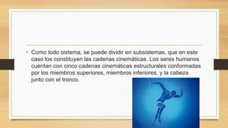 • Como todo sistema, se puede dividir en subsistemas, que en este
caso los constituyen las cadenas cinemáticas. Los seres humanos
cuentan con cinco cadenas cinemáticas estructurales conformadas
por los miembros superiores, miembros inferiores, y la cabeza
junto con el tronco.
 