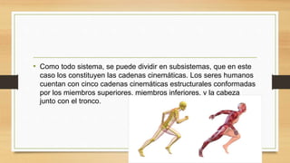 • Como todo sistema, se puede dividir en subsistemas, que en este
caso los constituyen las cadenas cinemáticas. Los seres humanos
cuentan con cinco cadenas cinemáticas estructurales conformadas
por los miembros superiores, miembros inferiores, y la cabeza
junto con el tronco.
 