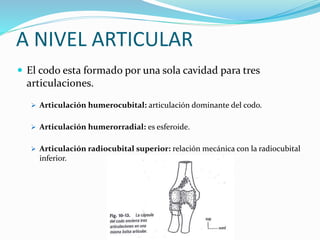 A NIVEL ARTICULAR
 El codo esta formado por una sola cavidad para tres
articulaciones.
 Articulación humerocubital: articulación dominante del codo.
 Articulación humerorradial: es esferoide.
 Articulación radiocubital superior: relación mecánica con la radiocubital
inferior.
 
