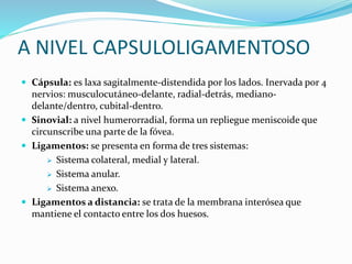 A NIVEL CAPSULOLIGAMENTOSO
 Cápsula: es laxa sagitalmente-distendida por los lados. Inervada por 4
nervios: musculocutáneo-delante, radial-detrás, mediano-
delante/dentro, cubital-dentro.
 Sinovial: a nivel humerorradial, forma un repliegue meniscoide que
circunscribe una parte de la fóvea.
 Ligamentos: se presenta en forma de tres sistemas:
 Sistema colateral, medial y lateral.
 Sistema anular.
 Sistema anexo.
 Ligamentos a distancia: se trata de la membrana interósea que
mantiene el contacto entre los dos huesos.
 